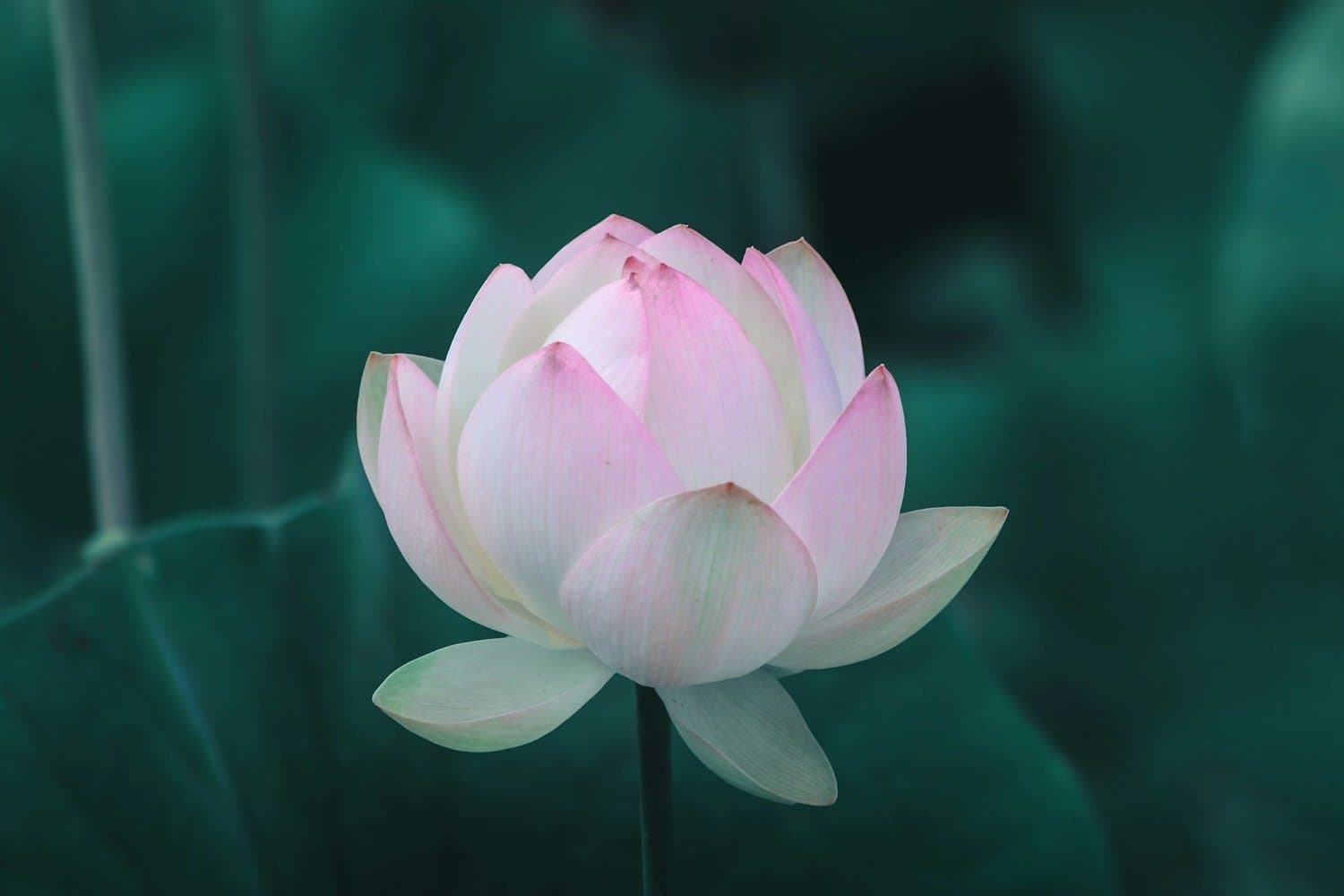 Trauma Therapy — Trauma & PTSD Recovery